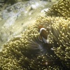 anemonefish, false percula clownfish