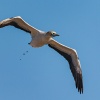 Cape gannet