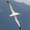 Neuseeland, Doubtful Sound, Albatrosse