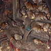 India, Rat Temple Karni Mata