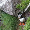 Iceland, Atlantic Puffin, Lundi