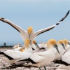 Australasian gannets, Cape Kidnappers