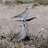 Botswana, Kalahari Transfrontier