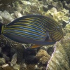 Anak Krakatoa, Underwater