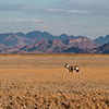 Namib Oryx antelope