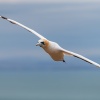 Australasian gannets, Cape Kidnappers