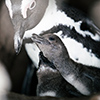 Brillenpinguine Boulders Beach