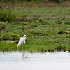 Nxai Pan, Silberreiher