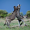 Nxai Pan, Zebras