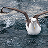 New Zealand, Doubtful Sound, albatrosses