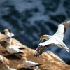 Australasian gannet, Cape Kidnappers