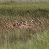 Okavango Delta, Botswana, Letschwe