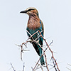 Etosha-Pfanne