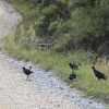 Neuseeland, Abel-Tasman-Nationalpark