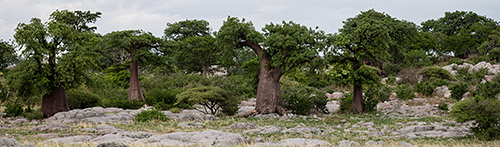 Makgadikgadi Pan, Kubu Island