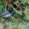 Common bulbul