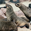 Cape Cross seals