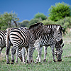 Nxai Pan, Zebras