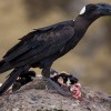 Thick-billed raven