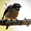 New Zealand, Southern Alps, Fan Tail