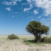 Botswana, Kalahari, CKGR