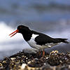 Iceland, oystercatcher