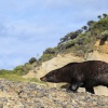 Neuseeland, Abel-Tasman-Nationalpark