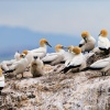 Australasian gannet, Cape Kidnappers