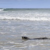 Neuseeland, Abel-Tasman-Nationalpark