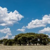 Botswana, Kalahari, CKGR