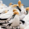 Australasian gannets, Cape Kidnappers