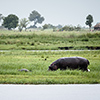 Chobe NP, Flusspferd