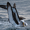 Neuseeland, Doubtful Sound, Albatrosse