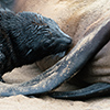 Cape Cross seals