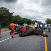 Chobe NP, toter Elefant