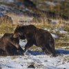Kamchatka, Tolbachik, bears