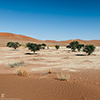 Namib Sossusvlei