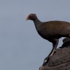 Papua New Guinea, Rabaul, Tavurvur, Bismarck-Hühner