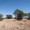 Botswana, Kalahari Transfrontier