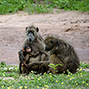 Chobe NP, Pavian