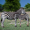 Nxai Pan, Zebras