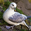 Iceland, Northern Fulmar