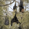 Tonga, Flying Foxes