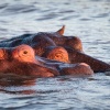 Hippos, St. Lucia