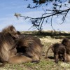 Gelada baboons