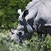 Makgadikgadi Pan, white rhino