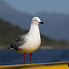 New Zealand, Doubtful Sound, Fjord