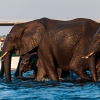 Elephants crossing River