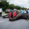 Chobe NP, dead elephant