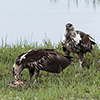 Chobe NP, fish eagle